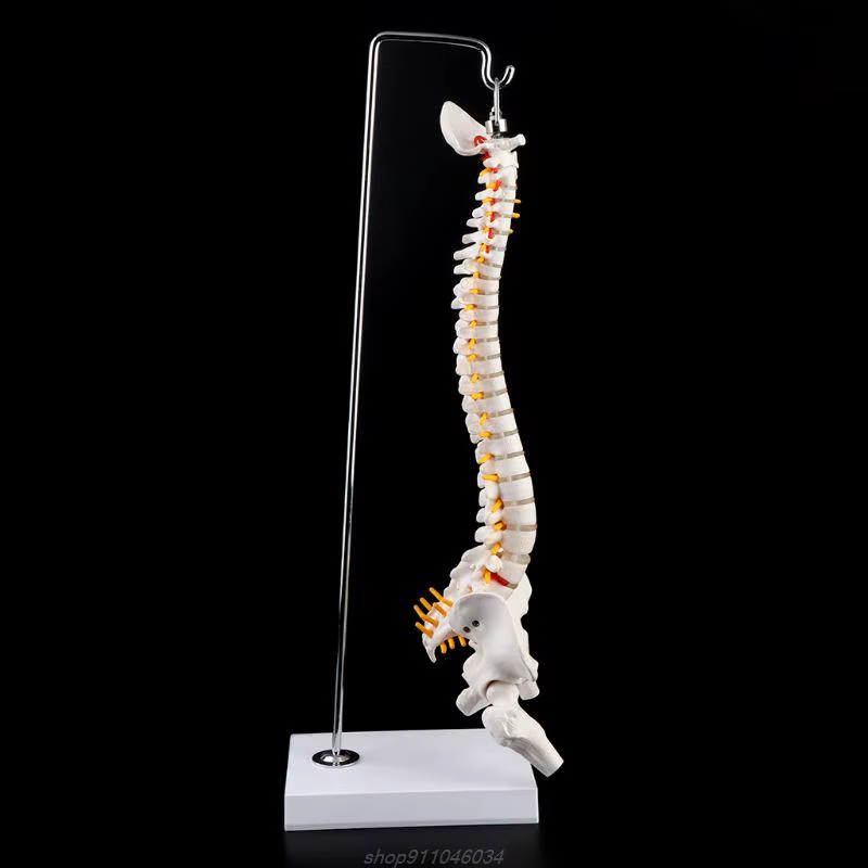 Colonne vertébrale humaine Flexible de 45cm, courbe lombaire, modèle d'anatomie, outil d'enseignemen