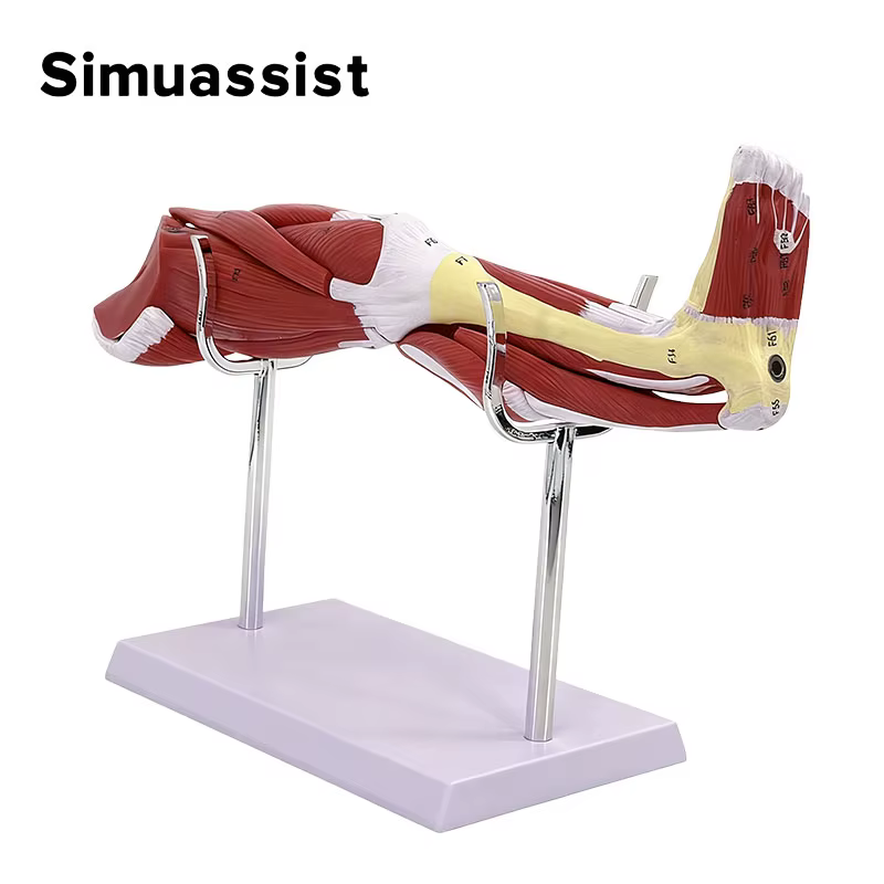 Modèle d'anatomie musculaire de la jambe inférieure, outil d'enseignement médical, Muscles détachabl