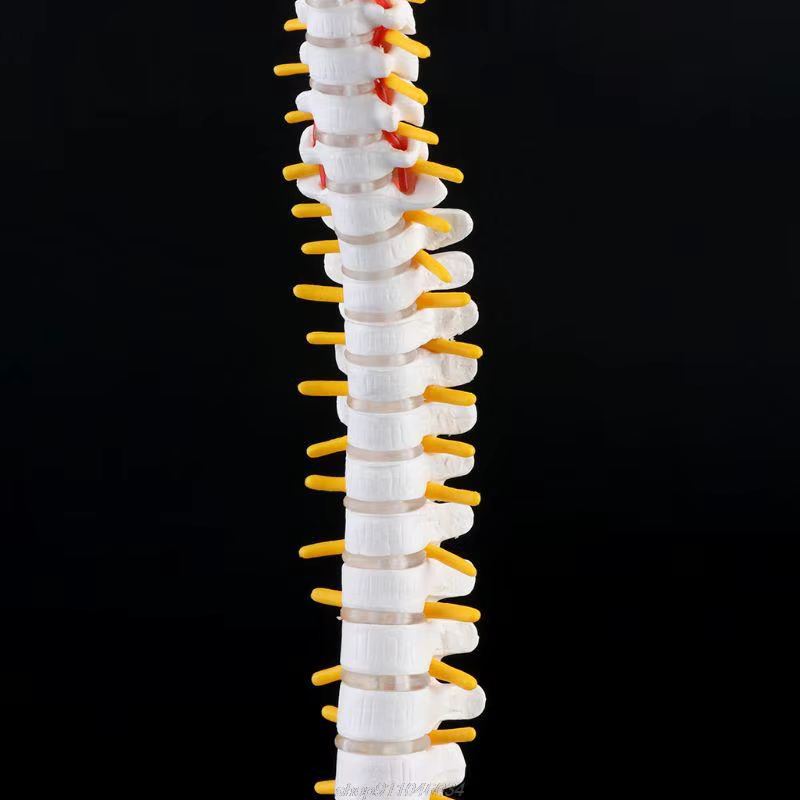 Colonne vertébrale humaine Flexible de 45cm, courbe lombaire, modèle d'anatomie, outil d'enseignement de la colonne vertébrale, livraison directe Jy23 21