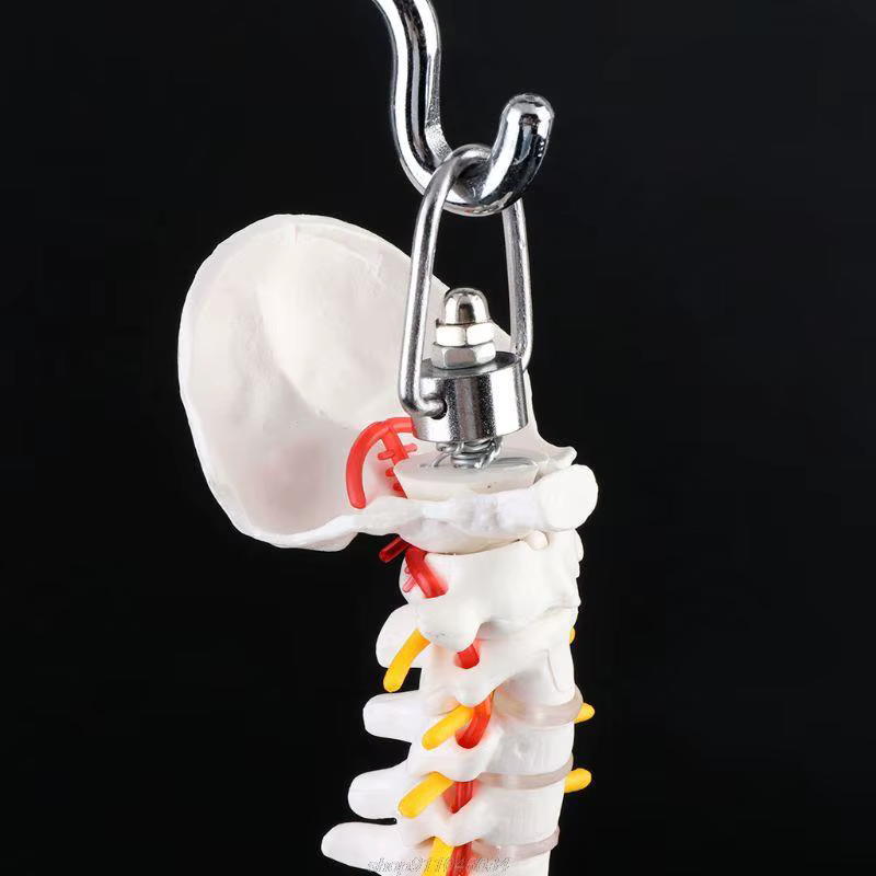 Colonne vertébrale humaine Flexible de 45cm, courbe lombaire, modèle d'anatomie, outil d'enseignement de la colonne vertébrale, livraison directe Jy23 21