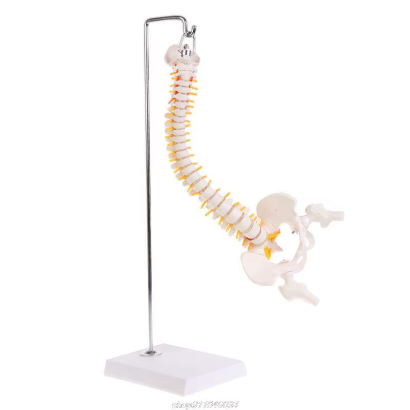 Colonne vertébrale humaine Flexible de 45cm, courbe lombaire, modèle d'anatomie, outil d'enseignement de la colonne vertébrale, livraison directe Jy23 21
