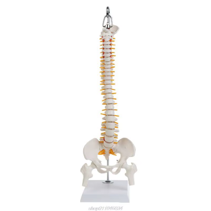 Colonne vertébrale humaine Flexible de 45cm, courbe lombaire, modèle d'anatomie, outil d'enseignement de la colonne vertébrale, livraison directe Jy23 21