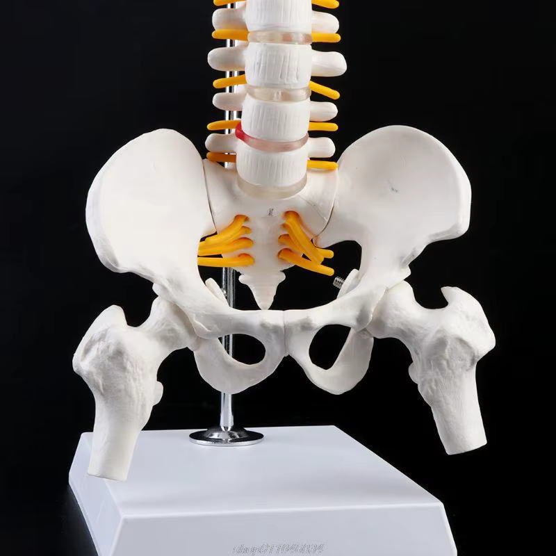 Colonne vertébrale humaine Flexible de 45cm, courbe lombaire, modèle d'anatomie, outil d'enseignement de la colonne vertébrale, livraison directe Jy23 21