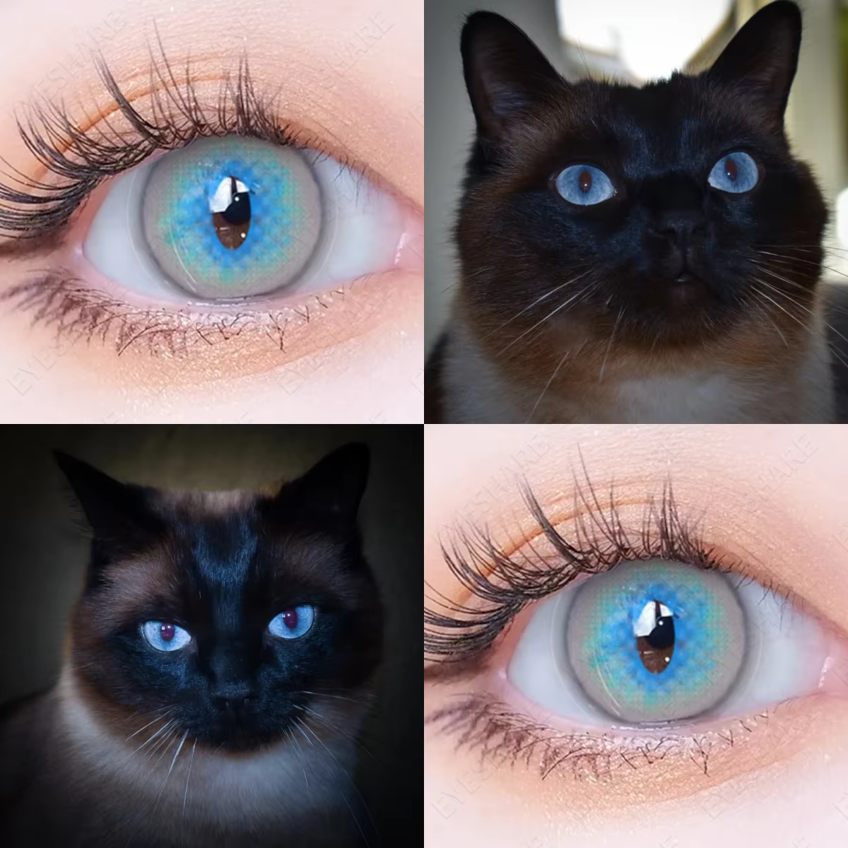AMARA CAT EYE Cosplay lentilles de Contact de couleur bleue pour les yeux maquillage annuel Halloween beauté