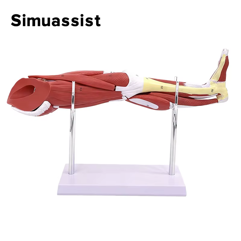 Modèle d'anatomie musculaire de la jambe inférieure, outil d'enseignement médical, Muscles détachables pour l'école