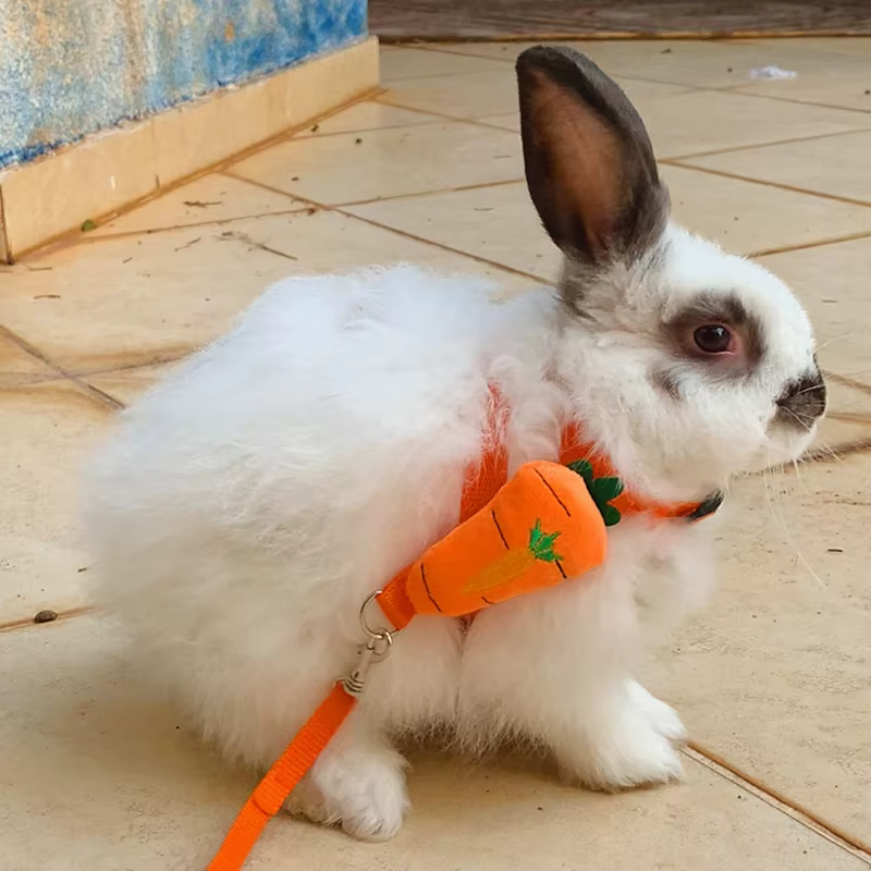 Harnais pour lapin et cochon d'Inde, pour petits animaux, ensemble mignon de harnais et laisse pour lapins, chinchillas, cochons et autres animaux de compagnie, accessoires