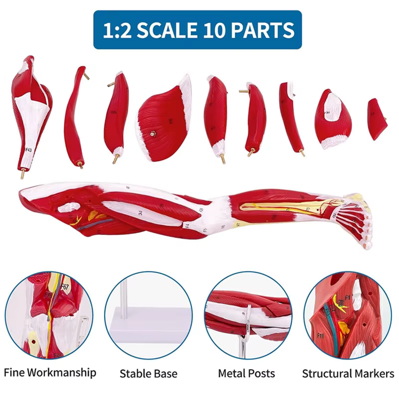 Modèle d'anatomie musculaire de la jambe inférieure, outil d'enseignement médical, Muscles détachables pour l'école