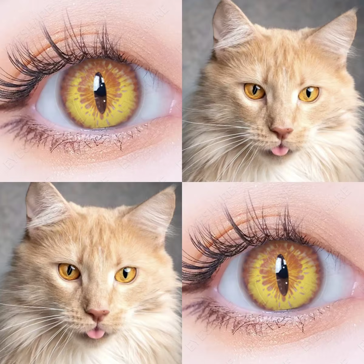 AMARA CAT EYE Cosplay lentilles de Contact de couleur bleue pour les yeux maquillage annuel Halloween beauté