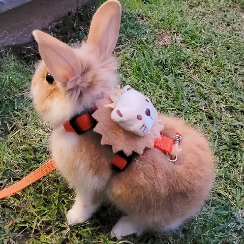 Harnais pour lapin et cochon d'Inde, pour petits animaux, ensemble mignon de harnais et laisse pour lapins, chinchillas, cochons et autres animaux de compagnie, accessoires