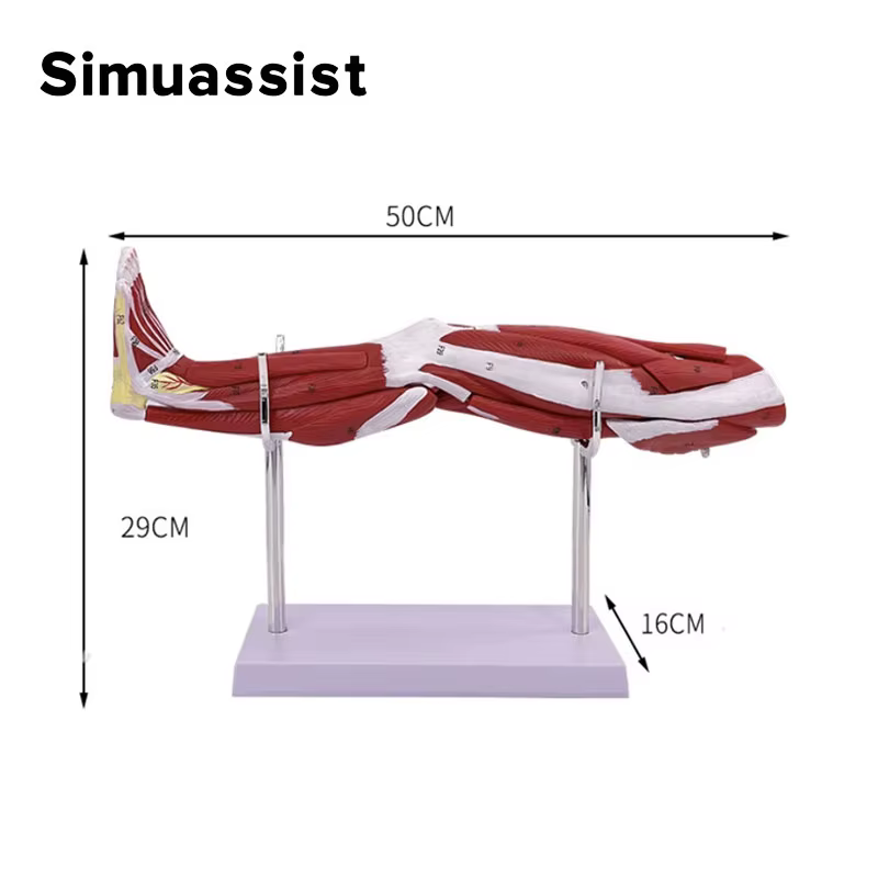 Modèle d'anatomie musculaire de la jambe inférieure, outil d'enseignement médical, Muscles détachables pour l'école
